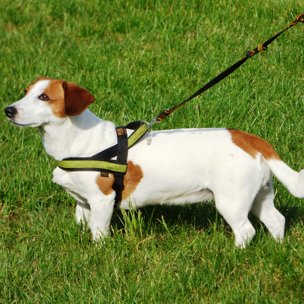 Leashes, Collars & Harnesses