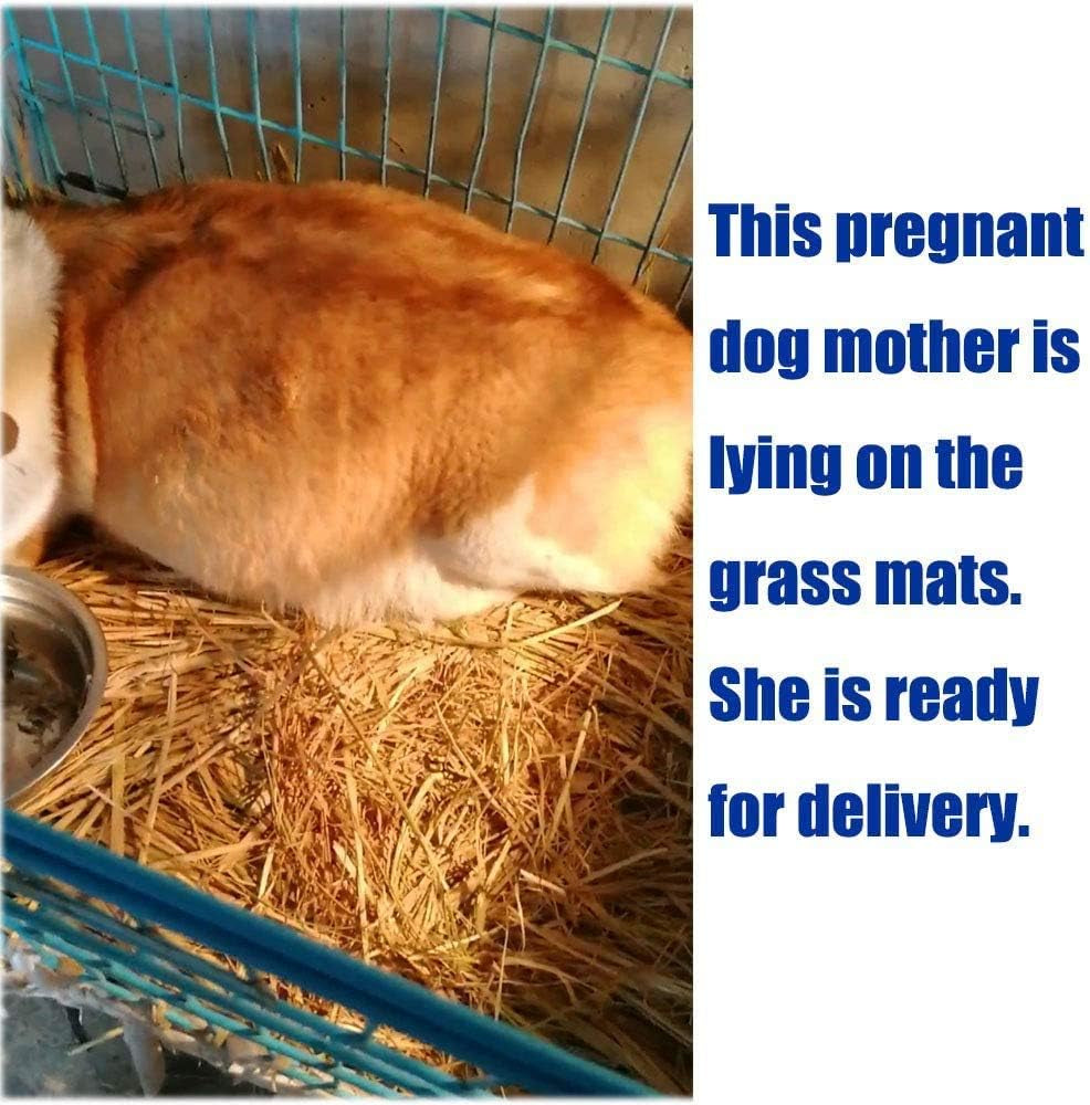 The Ultimate Chew-athon: 12 Grass Mats for Your Furry Friends' Snack Time and Nap Zone!