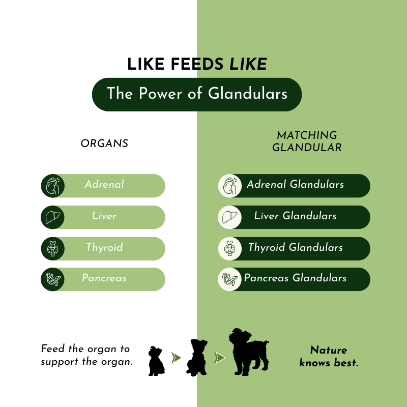 Holistic Total Body Support – Multivitamin for Dogs & Cats