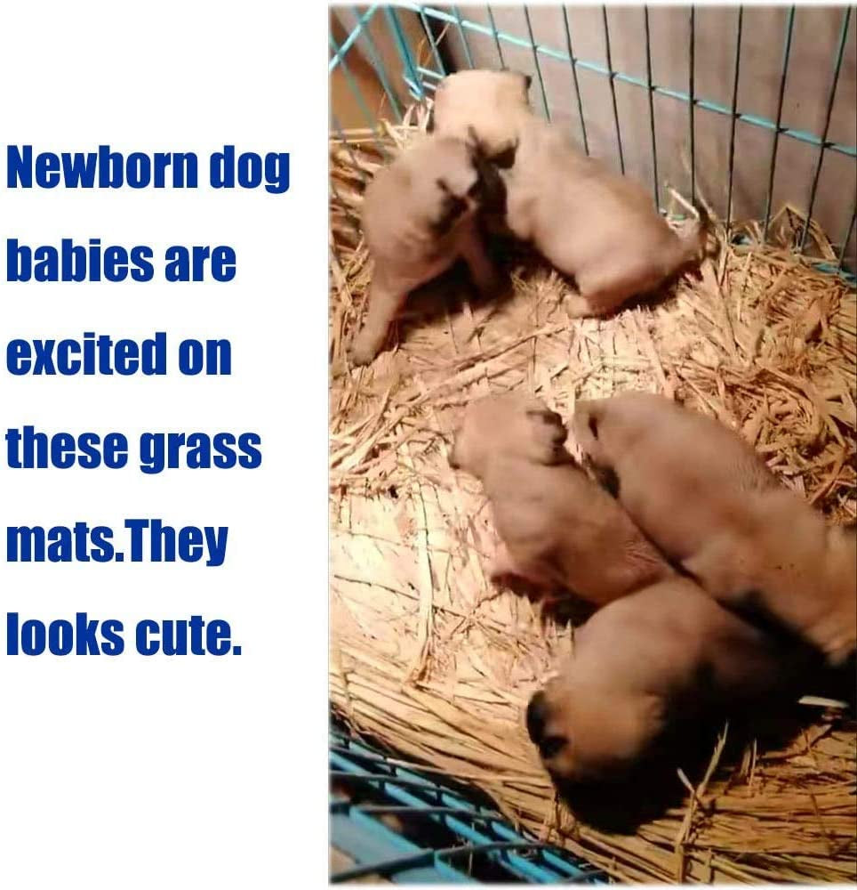 The Ultimate Chew-athon: 12 Grass Mats for Your Furry Friends' Snack Time and Nap Zone!