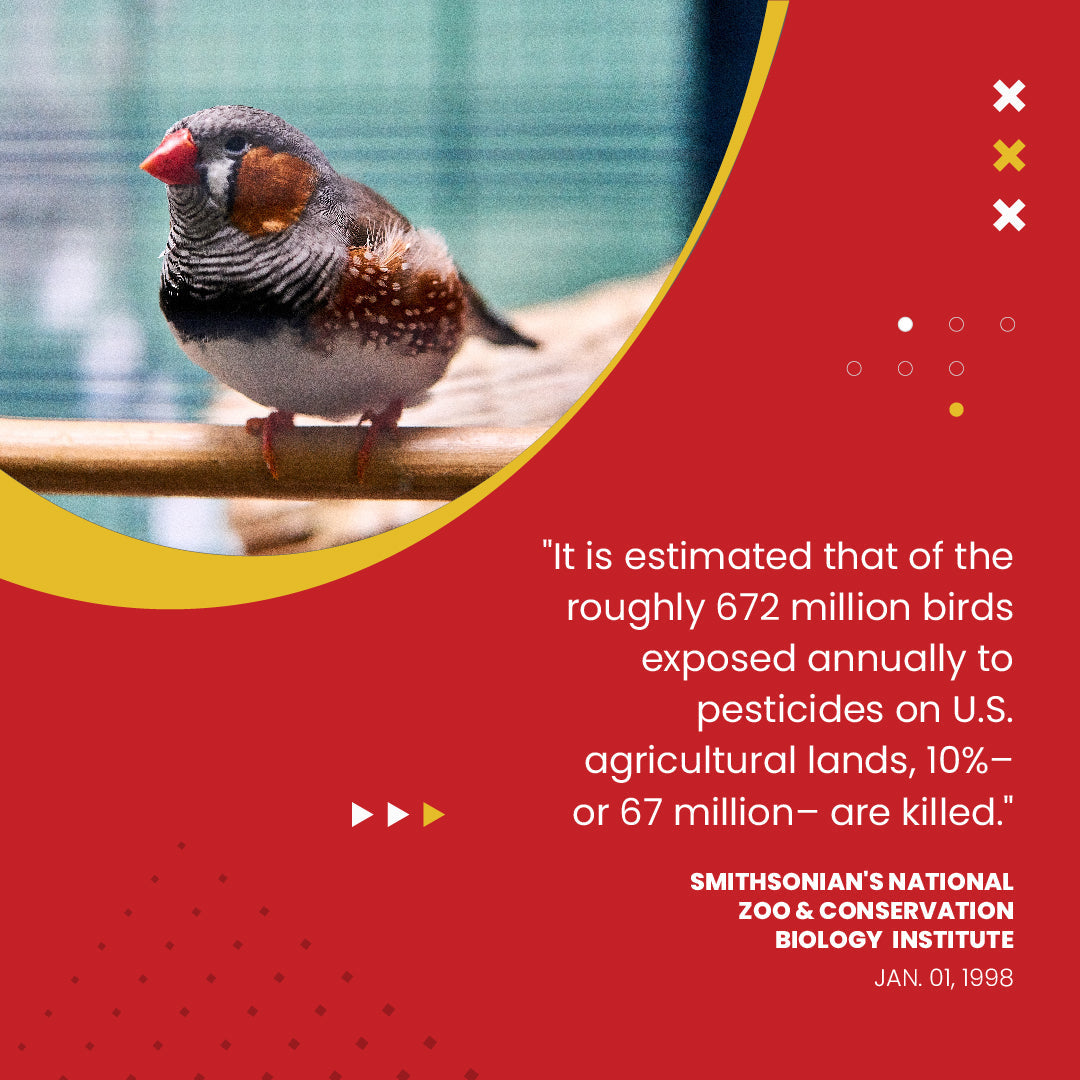 Hulled Millet - 5 lbs.