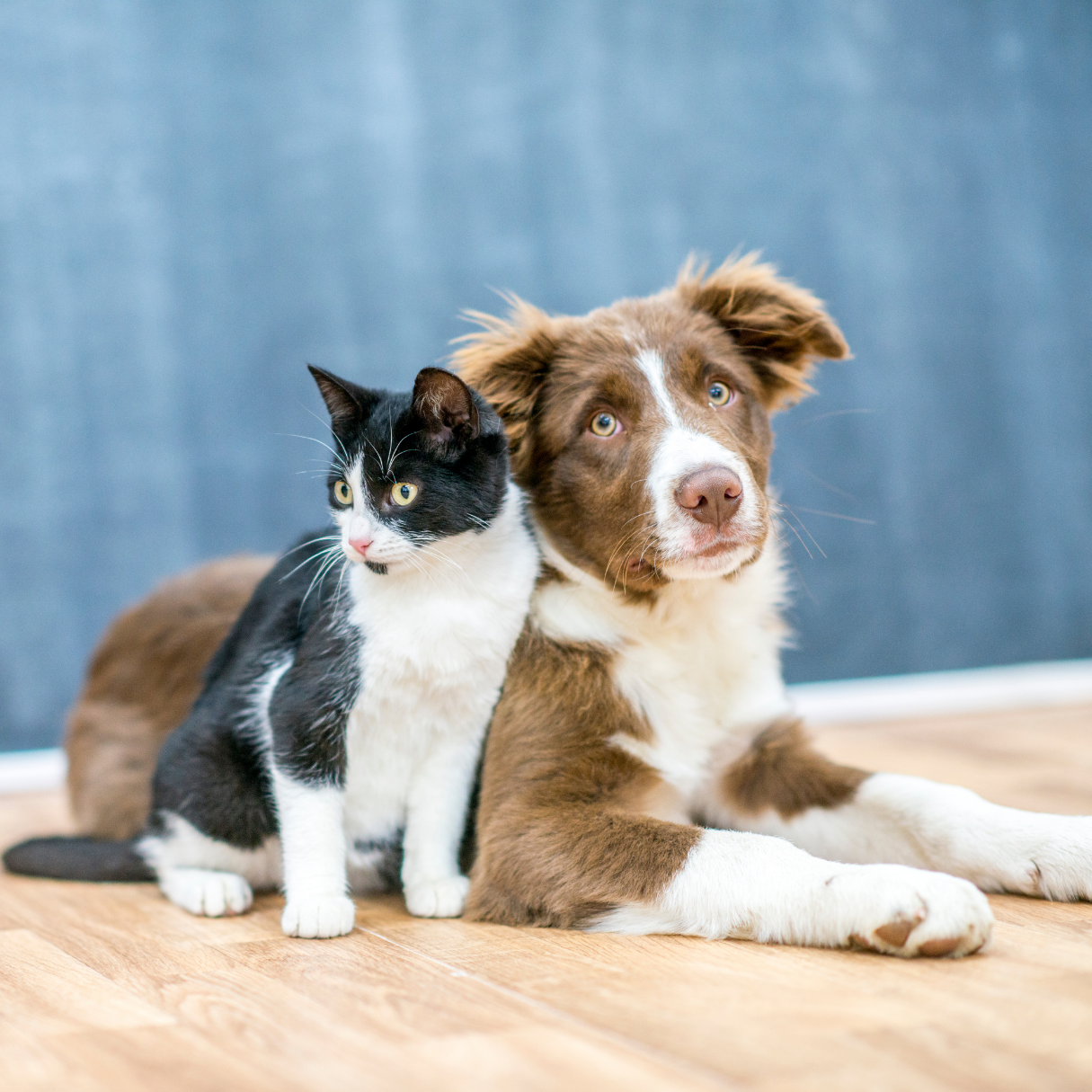 Comfort That Makes Every Tail Wag