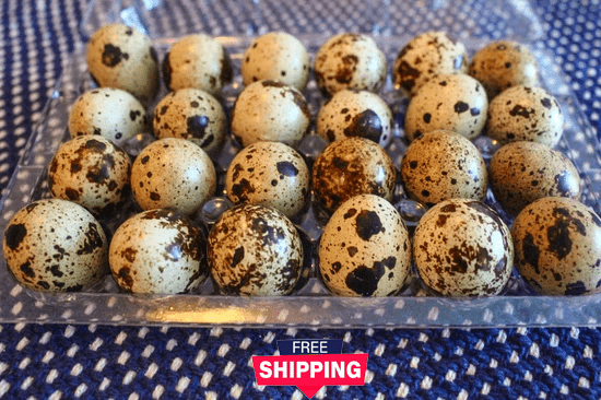 6 Dozen Farm Fresh n Tasty Organic Jumbo Quail Eggs