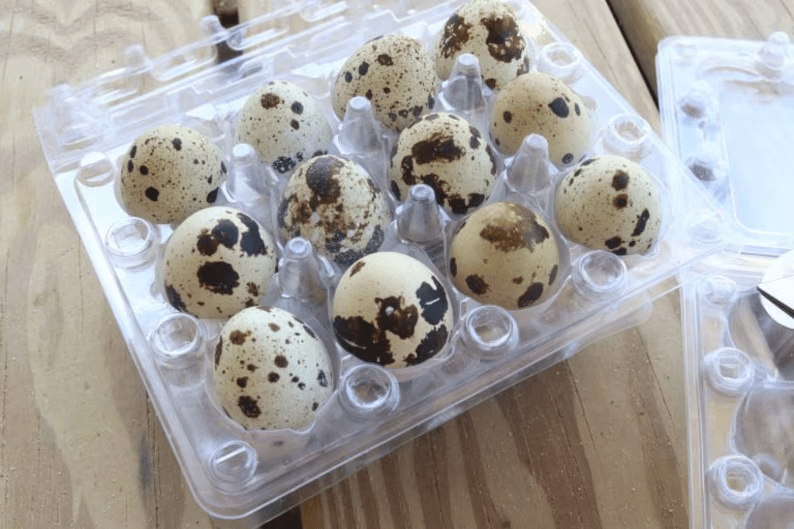 10 Dozen Farm Fresh n Tasty Organic Jumbo Quail Eggs